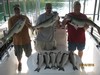 (07/16/2016) - Nice Striped Bass